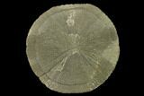 Pyrite Sun - Sparta, Illinois #136622-1